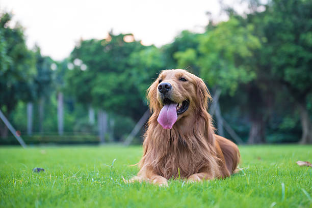 istock The golden retriever on the grass 609435850