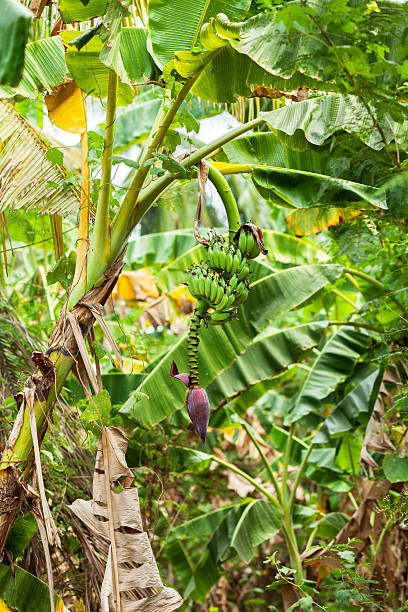 istock Banana tree with fruits and flower 609436164