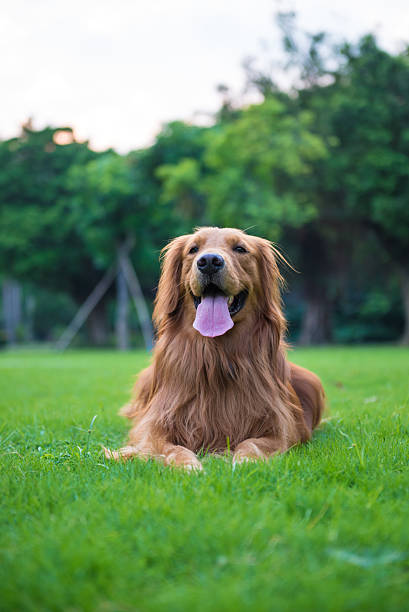 istock The golden retriever on the grass 609436336