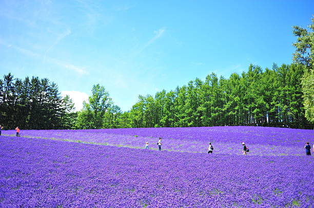 Lavender Flower Fields in Hokkaido, Japan Lavender Flower Fields in Hokkaido, Japan furano basin stock pictures, royalty-free photos & images