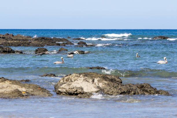 istock Bird on the sea 2 609438950