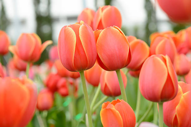 istock colorful tulips. tulips in spring,colourful tulip 609438986