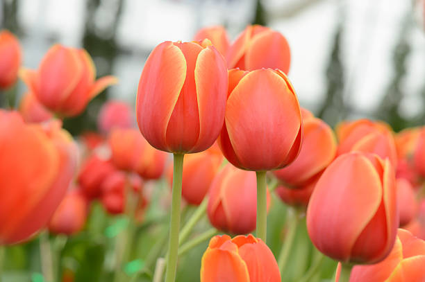 istock colorful tulips. tulips in spring,colourful tulip 609439032