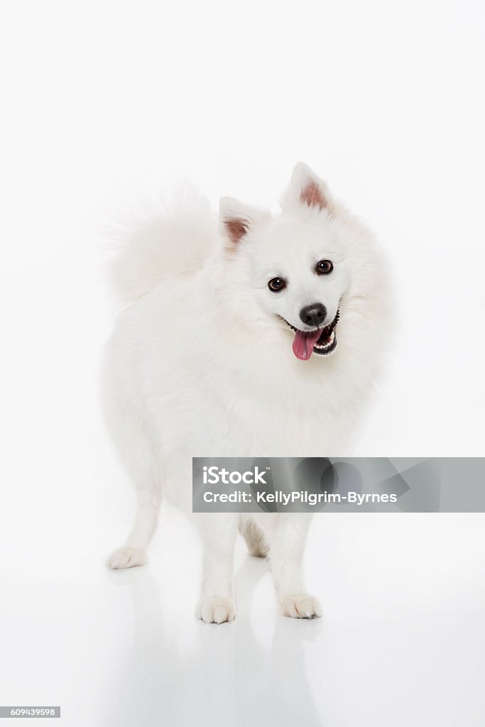 Japanese Spitz Gorgeous, female Japanese Spitz purebred dog Spitz-Type Dog Stock Photo