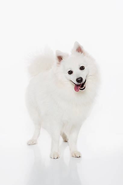 Japanese Spitz Gorgeous, female Japanese Spitz purebred dog spitz type dog stock pictures, royalty-free photos & images