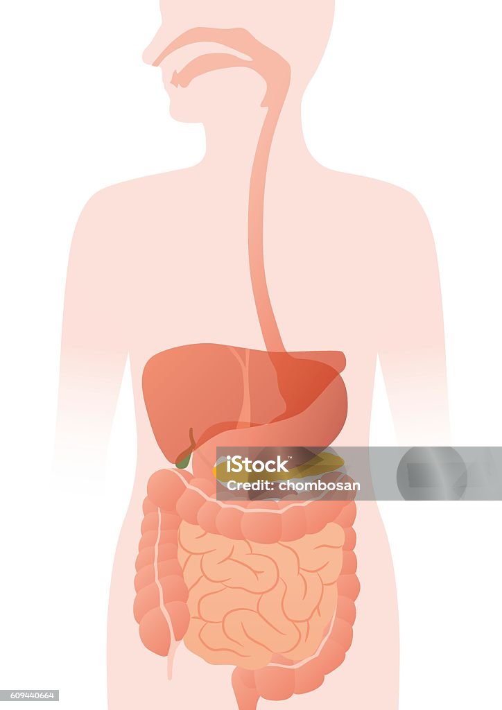 Ilustración de Órganos Digestivos Humanos Ilustración Vectorial y más  Vectores Libres de Derechos de Sistema digestivo humano - Sistema digestivo  humano, Intestino, Estómago - iStock