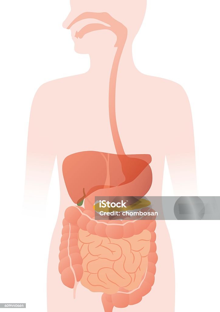 Ilustración de Órganos Digestivos Humanos Ilustración Vectorial y más Vectores Libres de Derechos de Sistema digestivo humano - Sistema digestivo humano, Intestino, Estómago - iStock Ilustración de Órganos Digestivos Humanos Ilustración Vectorial y más Vectores Libres de Derechos de Sistema digestivo humano - Sistema digestivo humano, Intestino, Estómago - iStock