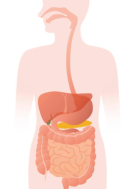 human digestive organs, vector illustration human digestive organs, vector illustration human digestive system stock illustrations