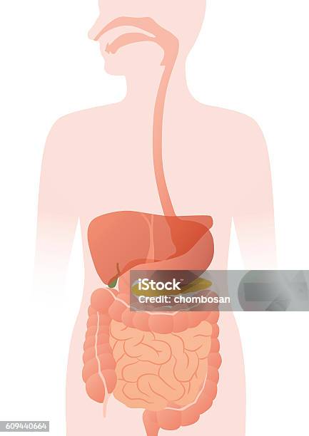 Human Digestive Organs Vector Illustration Stock Illustration - Download Image Now - Human Digestive System, Intestine, Order