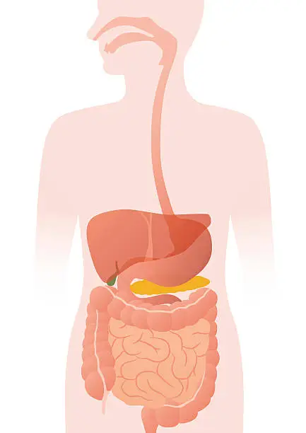 Vector illustration of human digestive organs, vector illustration