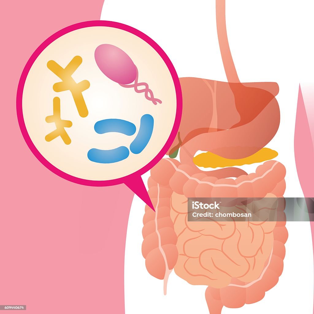 Flora Intestinala Intestinal Flora Gut Flora Enteric Bacteria Image Illustration Stock ...