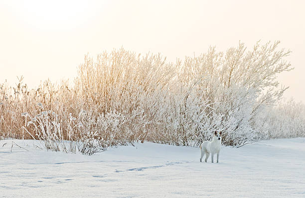 walking dog in foggy morgen. - snow dog walking running stock-fotos und bilder