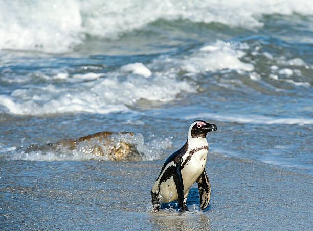 istock African penguin walks out of the ocean 609442280