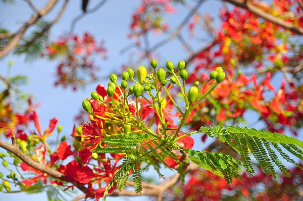 istock Tropical poinciana red flowers 609442440