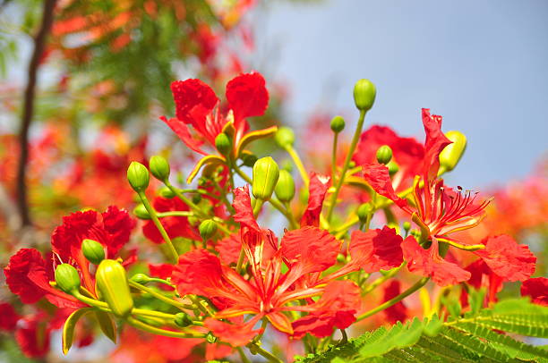 istock Tropical poinciana red flowers 609442504