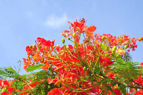 istock Tropical poinciana red flowers 609442570