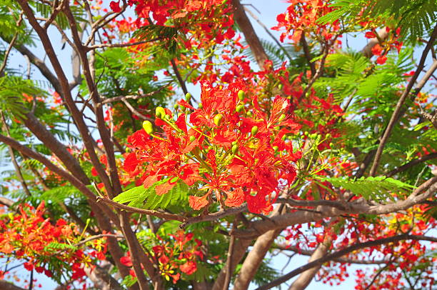 istock Tropical poinciana red flowers 609442632