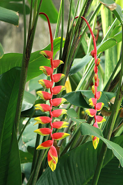 istock Heliconia rostrata - an herbaceous perennial 609443624