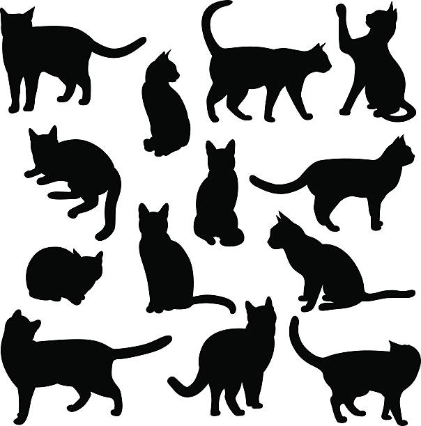 ilustraciones, imágenes clip art, dibujos animados e iconos de stock de siluetas de gatos - animal body