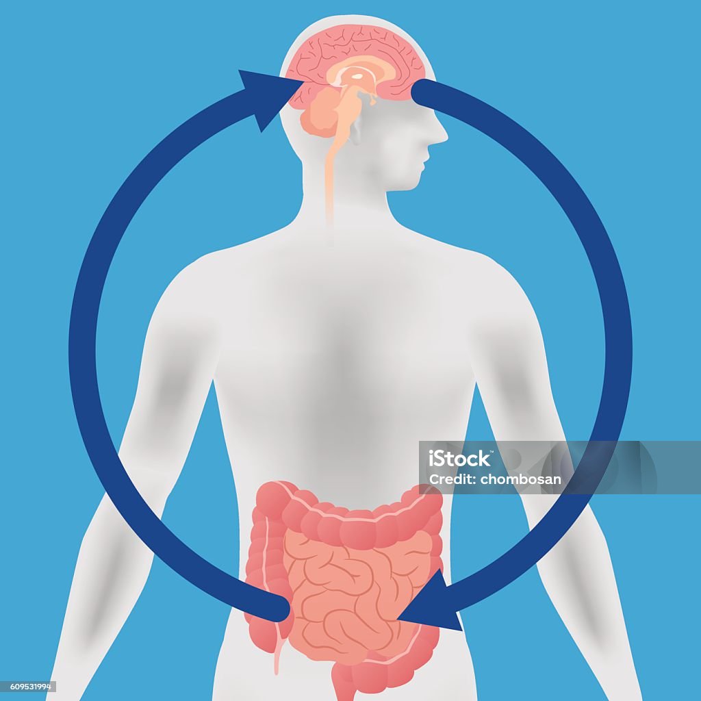 Relation of human brain and guts, second brain Relation of human brain and guts, second brain, image diagram Intestine stock vector