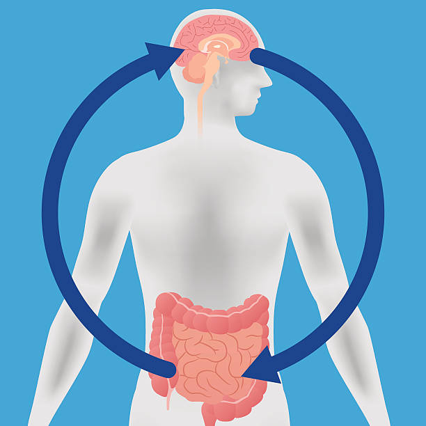 Relation of human brain and guts, second brain Relation of human brain and guts, second brain, image diagram intestine stock illustrations