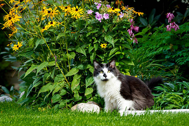 istock Cute cat sitting next to garden. 609532004