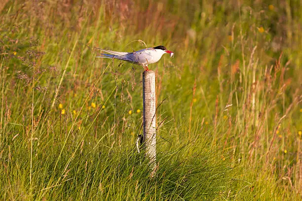 Arctic tern resting, warm evening sunlight - Common bird in Iceland