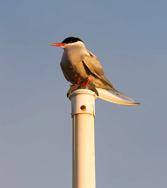 Arctic tern resting - Common bird in Iceland