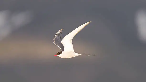 Arctic tern in flight - Common bird in Iceland