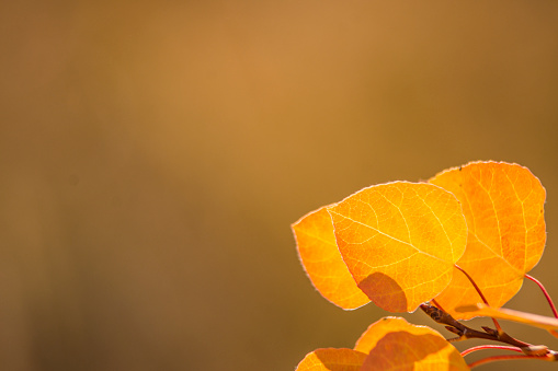 A close-up photo of autumn aspen leaves with a bokeh background