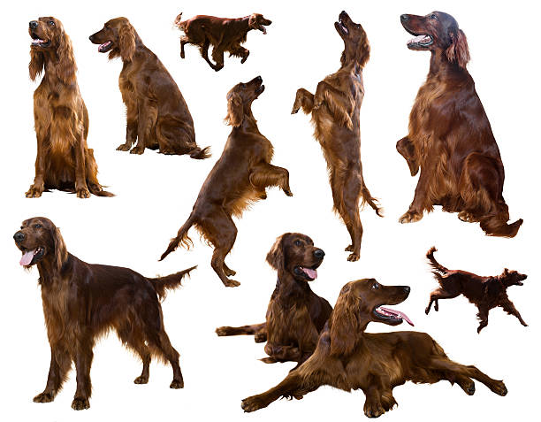 istock Set of Red Irish Setters over white 609543918