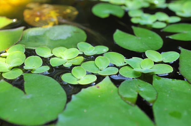 istock Green duckweed on the water 609618238
