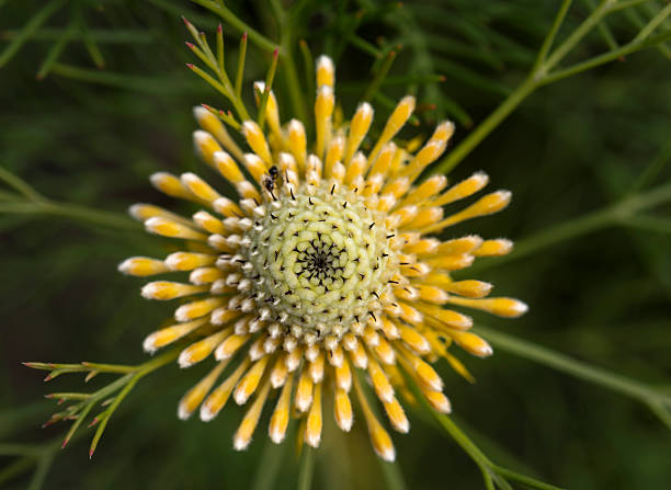 istock Yellow flower in the forest 609625800