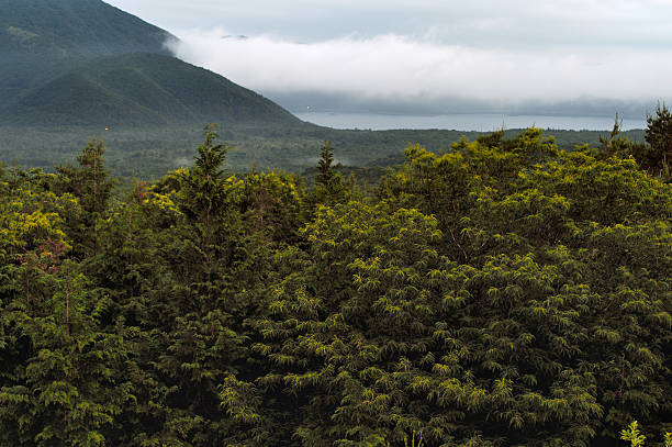 istock Aokigahara forest and Motosu Lake 609626330