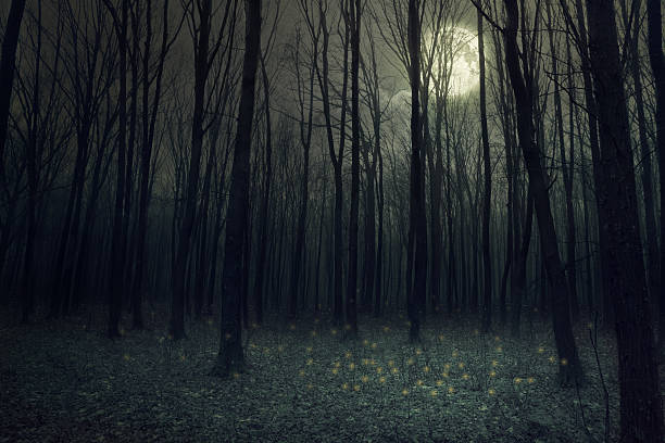 forest  - forest dark woods spooky stock-fotos und bilder