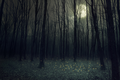 Moon light in darkness autumn forest. Beauty nature background