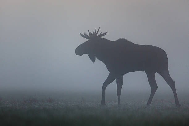 istock Bull moose silhouette in the mist 609628042