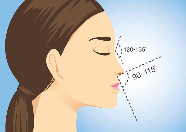 Ideal nose characteristics for woman. Ideal nose characteristics for woman on blue background. Illustration about beauty surgery. silicone implants stock illustrations