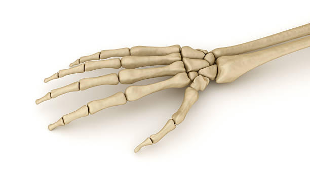 Skeleton hands holding an orange background