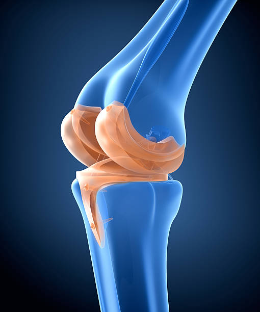 무릎과 티타늄 힌지 관절. 엑스레이 보기.  3d 일러스트레이션 - cartilage patella human knee medical exam 뉴스 사진 이미지