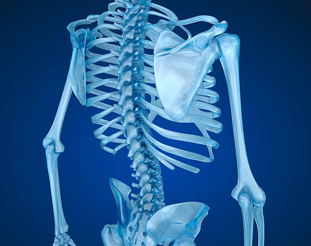 istock Human skeleton, spine and scapula. Medically accurate 3D illustration 609685326