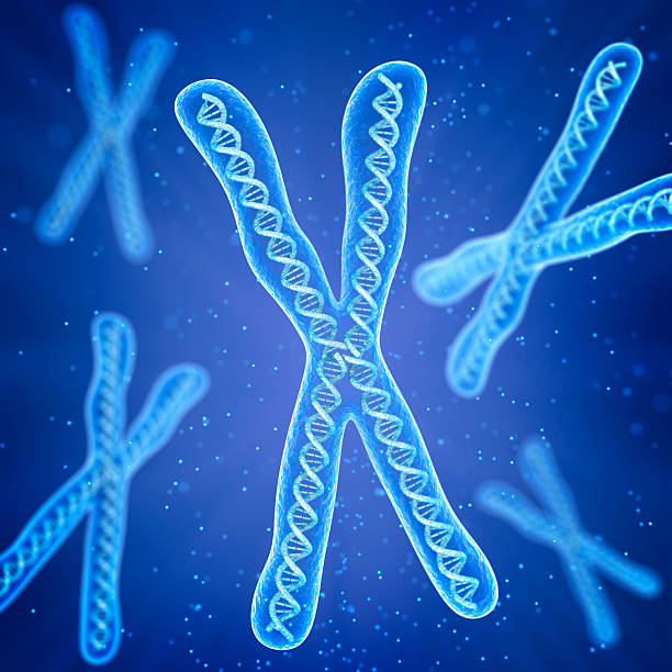 istock Chromosome molecule concept, Medical accurate 3D illustration 609685520