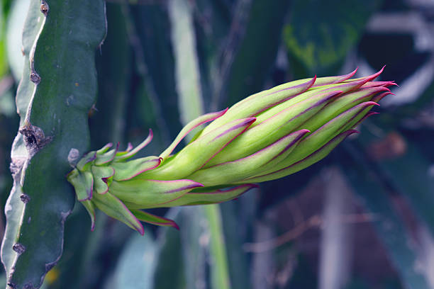 istock White dragon fruits flower. 609685536