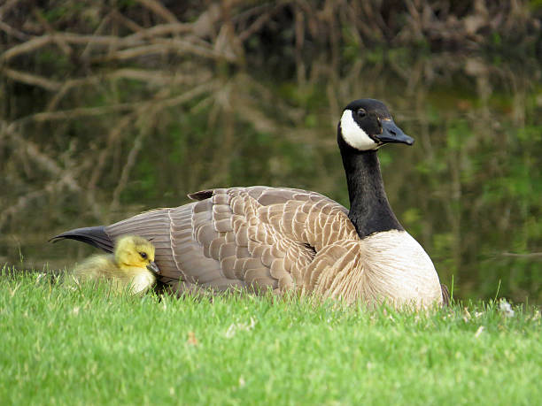 istock Mother Canada Goose and Baby Canada Goose Gosling 609687936