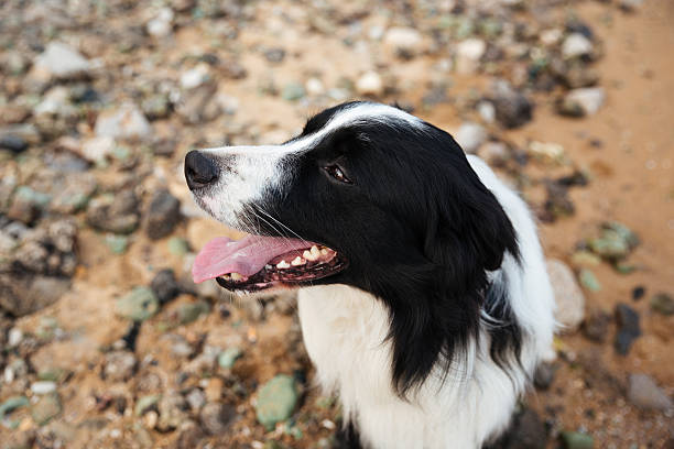 istock Dog sitting on the seaside 609688360