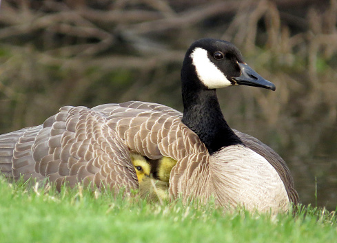 Ducks walk along a green lawn next to a pond