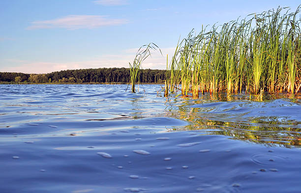 istock Rushes on the lake 609689774