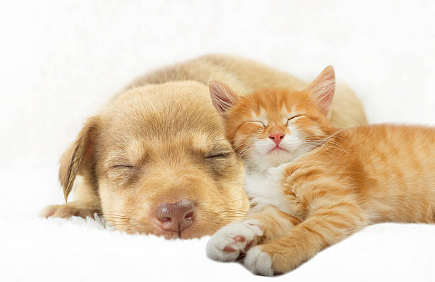 istock lovely puppy and ginger kitten sleeping on a white bedspread 609690116