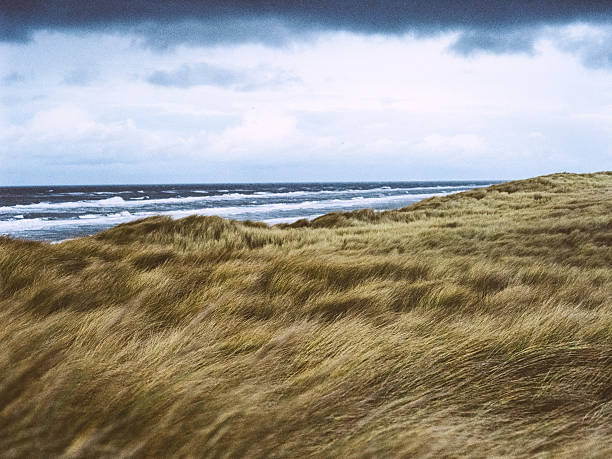 istock Grass near the North Sea 609690564