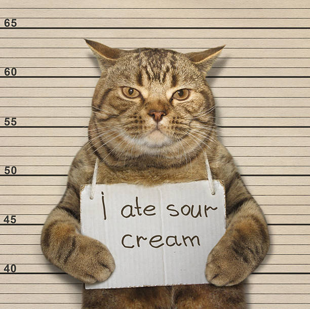 istock The cat ate sour cream 609690854